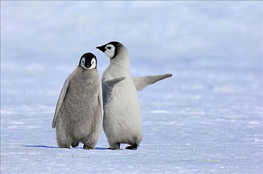 帝企鹅,幼禽,一对,互动,雪丘岛,南极