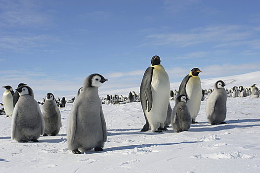 南极,威德尔海,雪丘岛,帝企鹅,生物群,迅速,冰