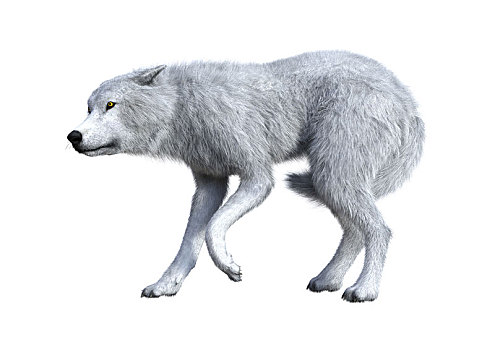 北极狼,白色背景