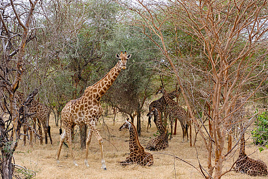 长颈鹿,家族,栖息地,俘获,自然保护区,区域,塞内加尔,非洲