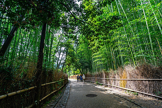 日本京都嵯峨野岚山竹林风光