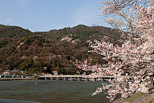 樱花,桥,岚山,京都,日本