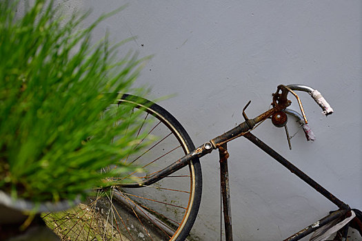 自行车与葱