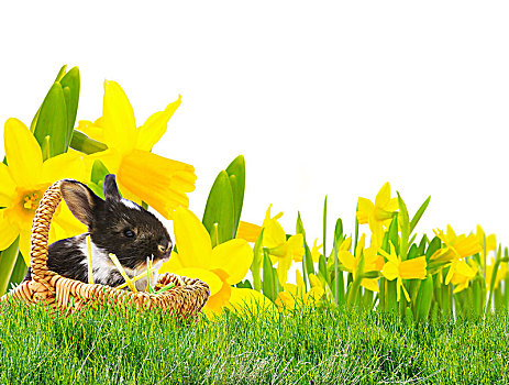 复活节兔子,复活节,草地,水仙花,隔绝