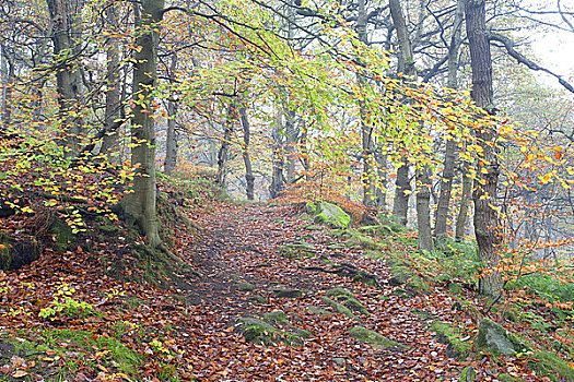 英格兰,德贝郡,不动产,秋天,一个,剩余,橡树,桦树,树林,遮盖,许多,暗色,顶峰,山谷,峰区国家公园