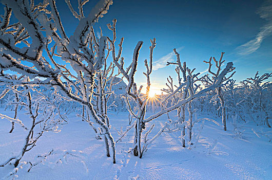 阳光乍现,冰冻,树,北方针叶林,市区,诺尔博滕县,拉普兰,瑞典
