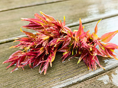 香椿芽,香椿