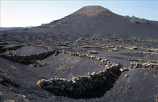 兰索罗特岛,葡萄种植,地区,火山岩