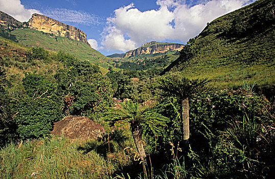 德拉肯斯堡,场景,王室出生国家公园,树,蕨类,前景,南非