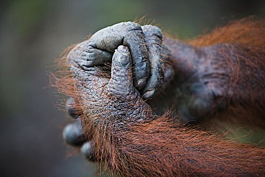 猩猩,黑猩猩,檀中埠廷国立公园,印度尼西亚