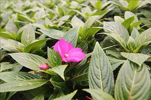 阳台植物,凤仙花属植物,乐园