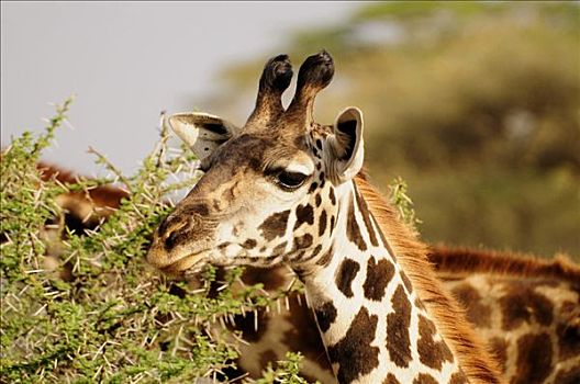 马赛长颈鹿,塞伦盖蒂国家公园,坦桑尼亚,非洲
