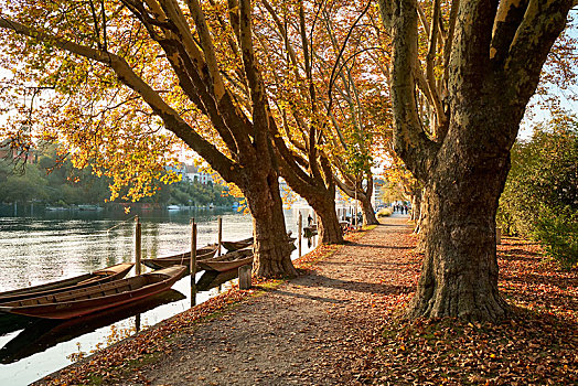 悬铃木,堤岸,莱茵河,靠近,沙夫豪森,瑞士,欧洲