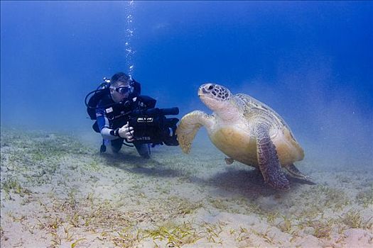埃及,红海,水下,摄影师,拍摄,绿海龟,龟类