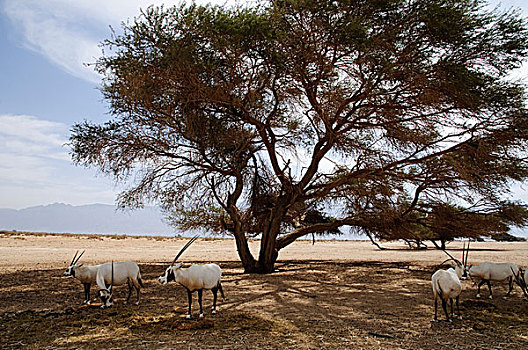 阿拉伯,长角羚羊,羚羊,旅游,动物,公园,以色列