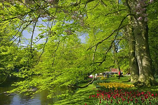 库肯霍夫花园,靠近,阿尔克马尔镇,荷兰