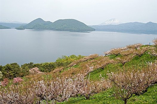 湖,日本,李树