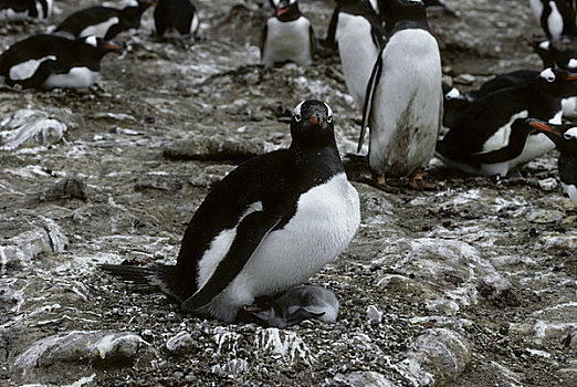 福克兰群岛,巴布亚企鹅,生物群,幼禽