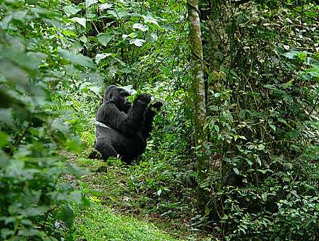 大猩猩,乌干达