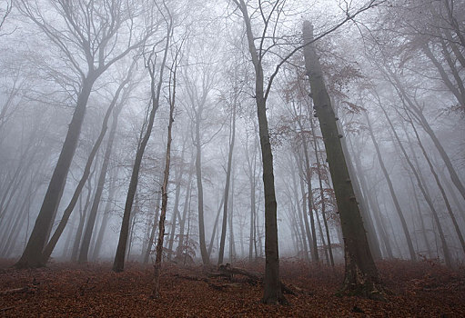 雾,山毛榉,树林,海尼希,国家公园,图林根州,德国,欧洲
