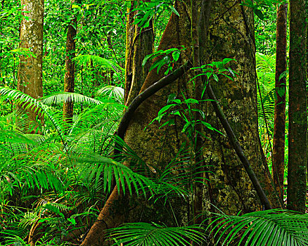 树,雨林,峡谷,国家公园,昆士兰,澳大利亚