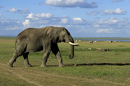 肯尼亚,安伯塞利国家公园,公园,大象