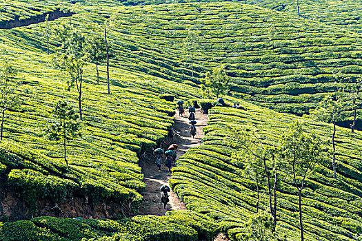 茶,走,小路,茶园,喀拉拉,西高止山,印度,亚洲