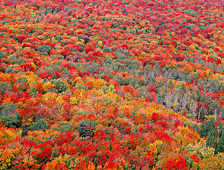 美国,明尼苏达,国家森林,壮观,秋色,北方,硬木,树林,大幅,尺寸