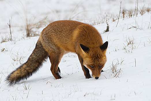 红狐,狐属,嗅,雪地,北荷兰,荷兰