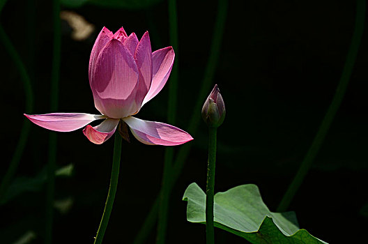 大观园里花中行