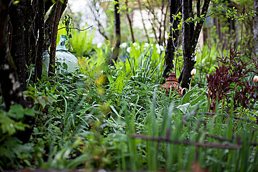 园艺植物,树