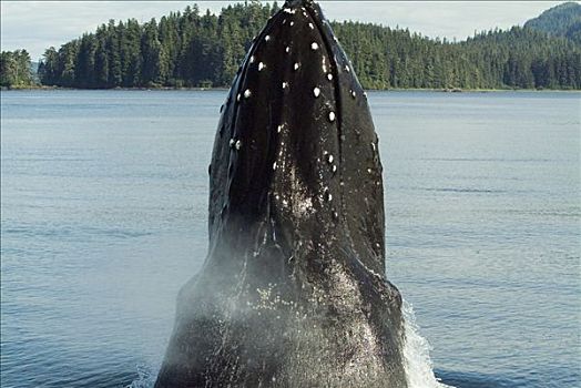 驼背鲸,大翅鲸属,鲸鱼,展示,脆弱,东南阿拉斯加