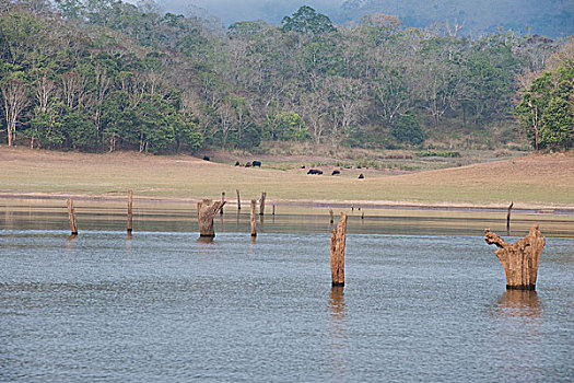 枯木,湖,动物,背景,佩里亚国家公园,喀拉拉,印度