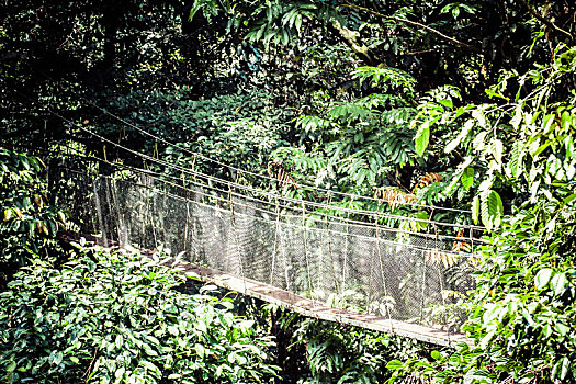 吊桥,红树林,热带森林