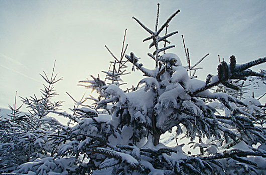 雪,冷杉