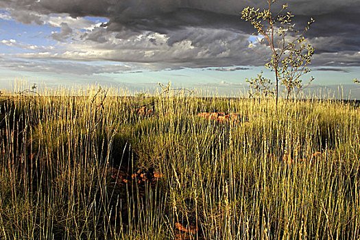 草,风景,东方,金伯利,西北地区,澳大利亚