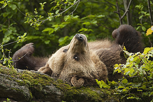 女性,棕熊,躺着,石头,巴伐利亚森林国家公园,巴伐利亚,德国