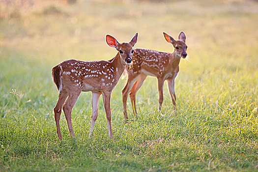 白尾鹿,鹿,德克萨斯,美国