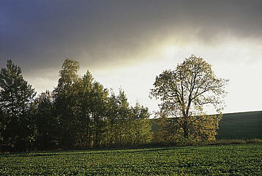 树,地点,捷克共和国