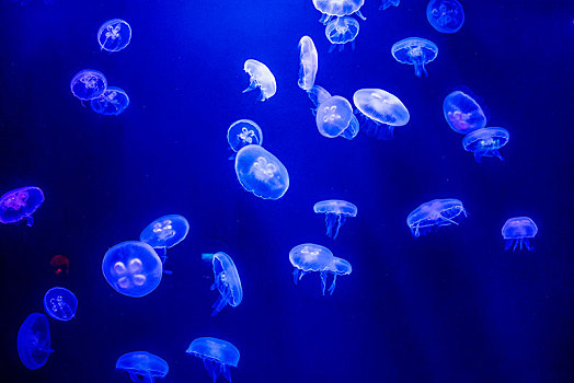 阿联酋迪拜棕榈岛,失落的空间,水族馆水母世界