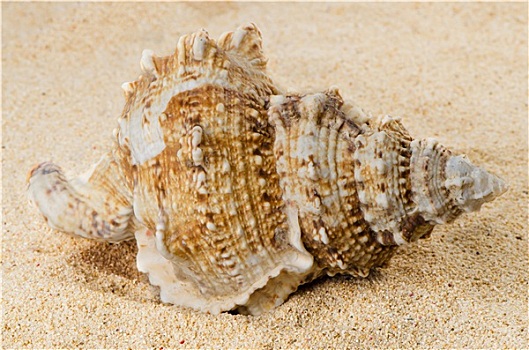 海螺壳,岸边