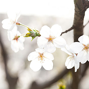 樱花,花