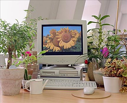 电脑,植物,靠近,信息技术