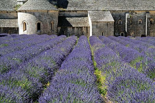 薰衣草种植区,法国