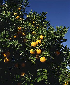 加利福尼亚,橘子