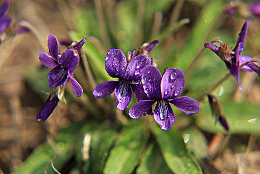 紫花地丁