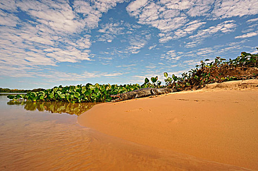 宽吻鳄,凯门鳄,躺着,沙子,潘塔纳尔,巴西,南美