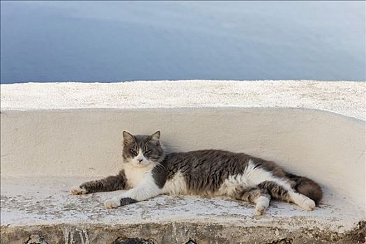 猫,锡拉岛,希腊