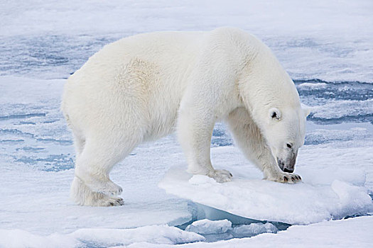 挪威,斯瓦尔巴特群岛,浮冰,雌性,北极熊