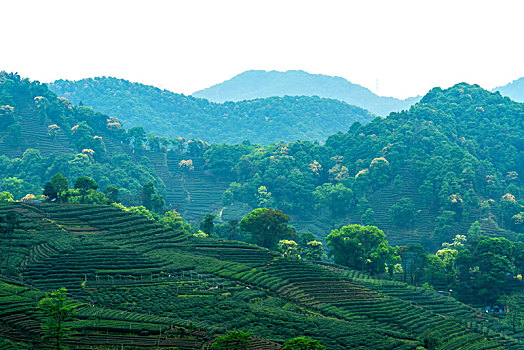 杭州梅家坞茶山